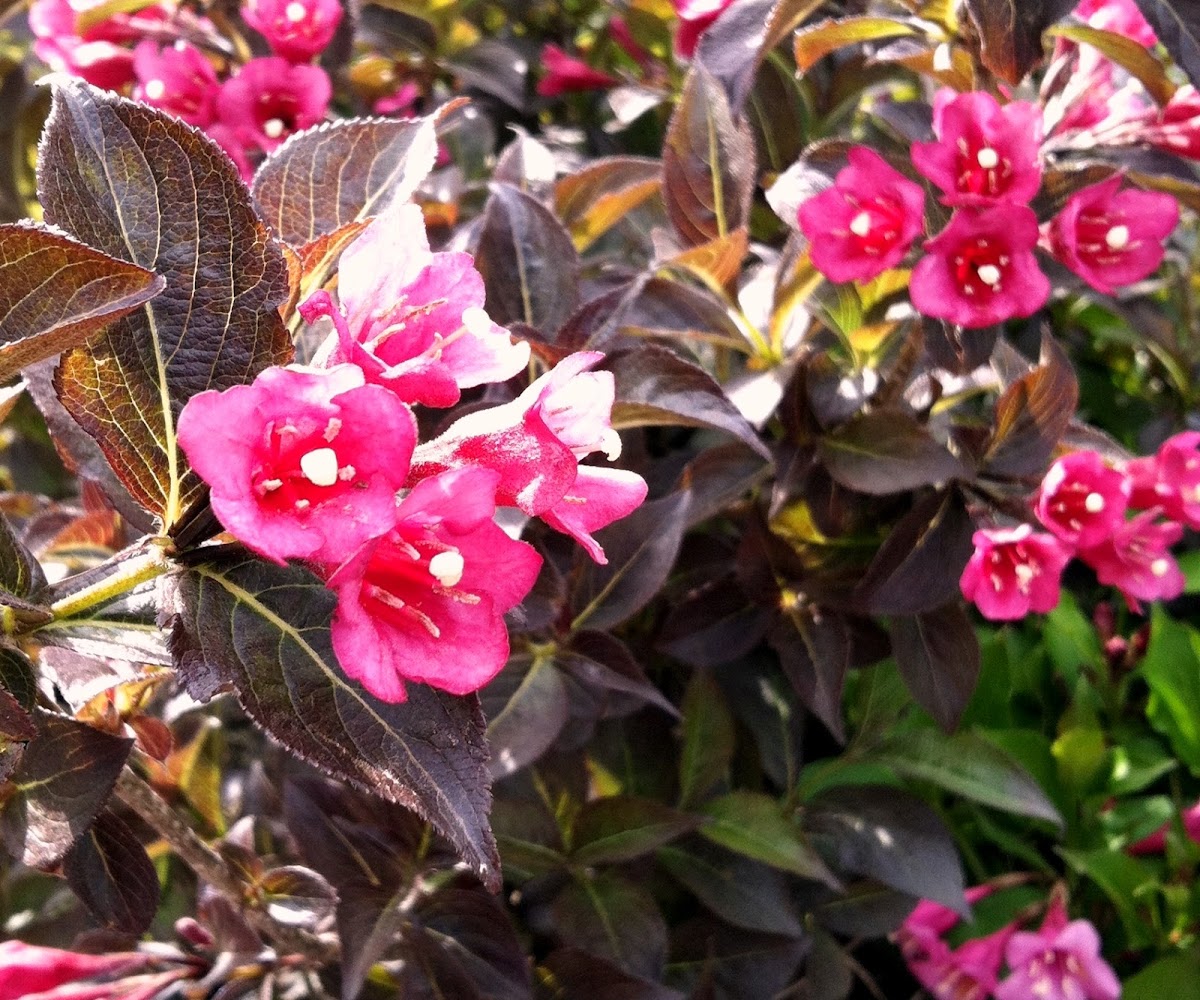 Weigela florida 'Tango'